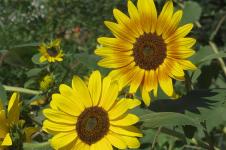 Farmhouse garden