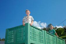 Apple harvesting