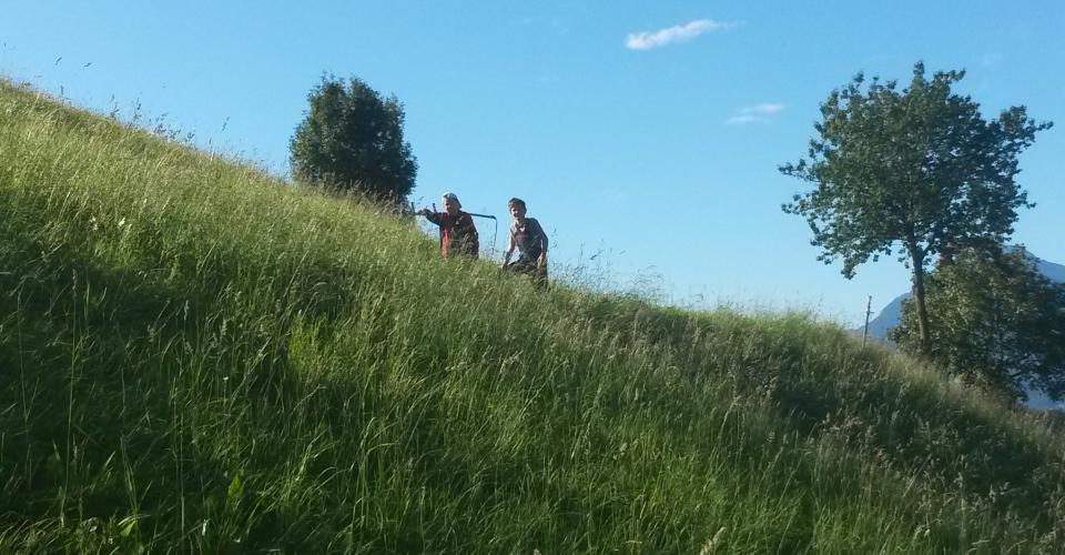 Haymaking at the Obereggerhof