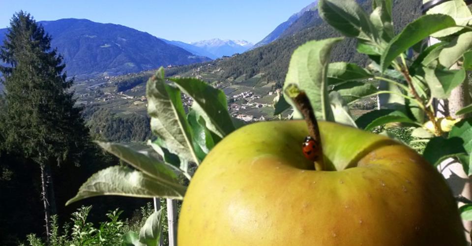 Biodiversität am Obereggerhof