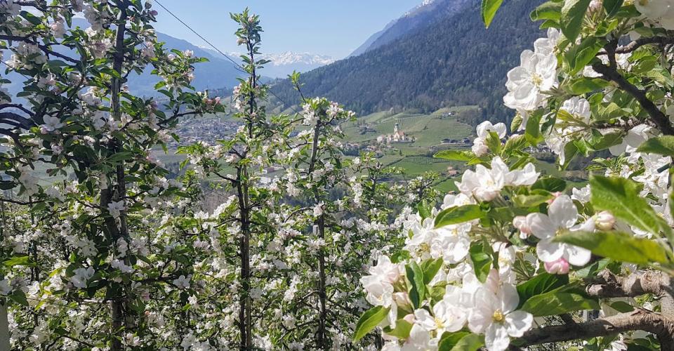 Primavera in fiore all’Obereggerhof