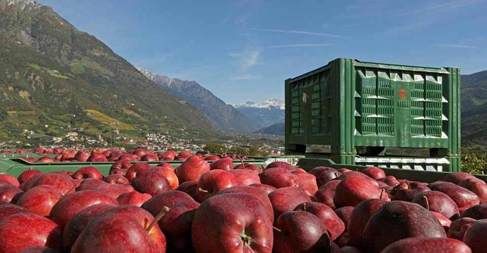 Apfelernte im Meraner Land