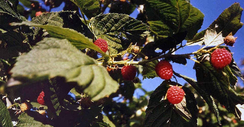 Himbeeren am Obereggerhof