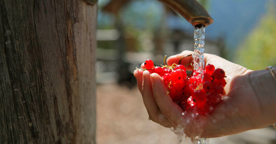 Ribes appena raccolto dal cespuglio