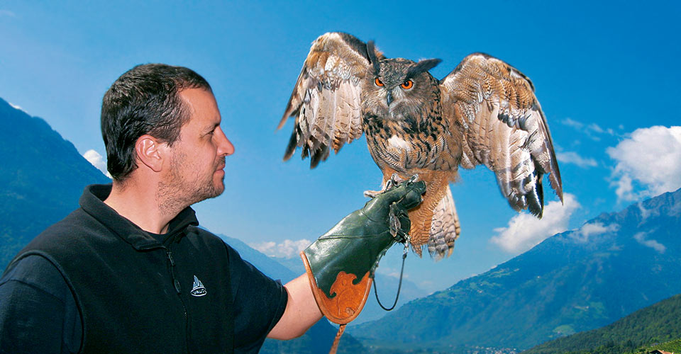 Greifvogelschau in Dorf Tirol