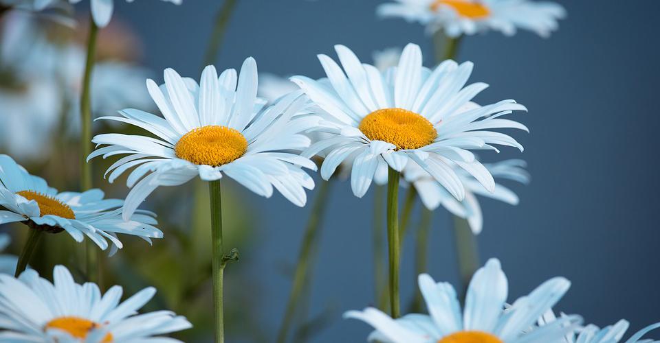 Flower meadow