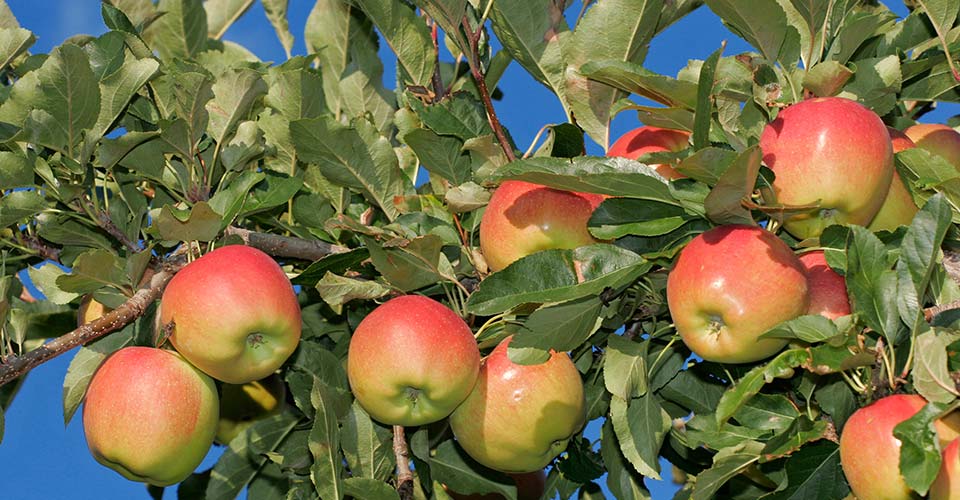 Urlaub auf dem Obst- und Tierbauernhof